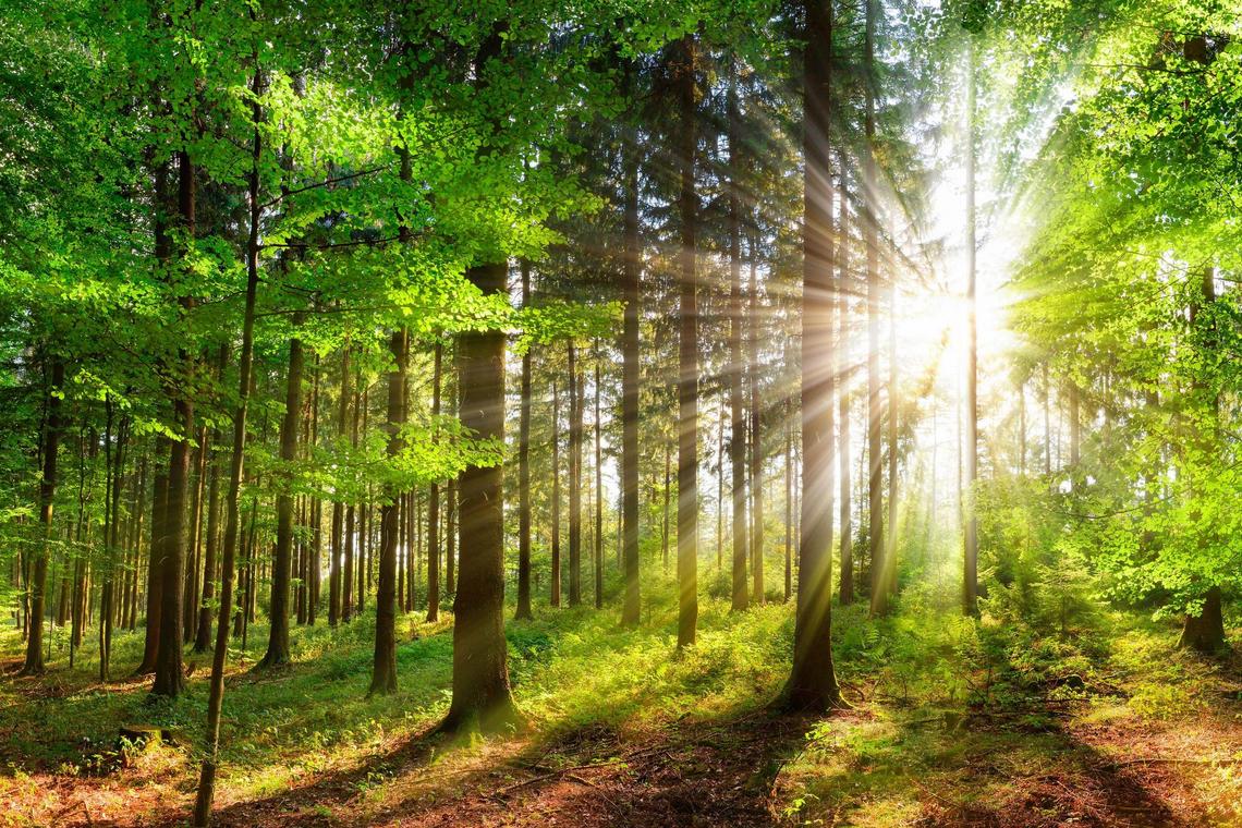 Beautiful rays of sunlight in a green forest