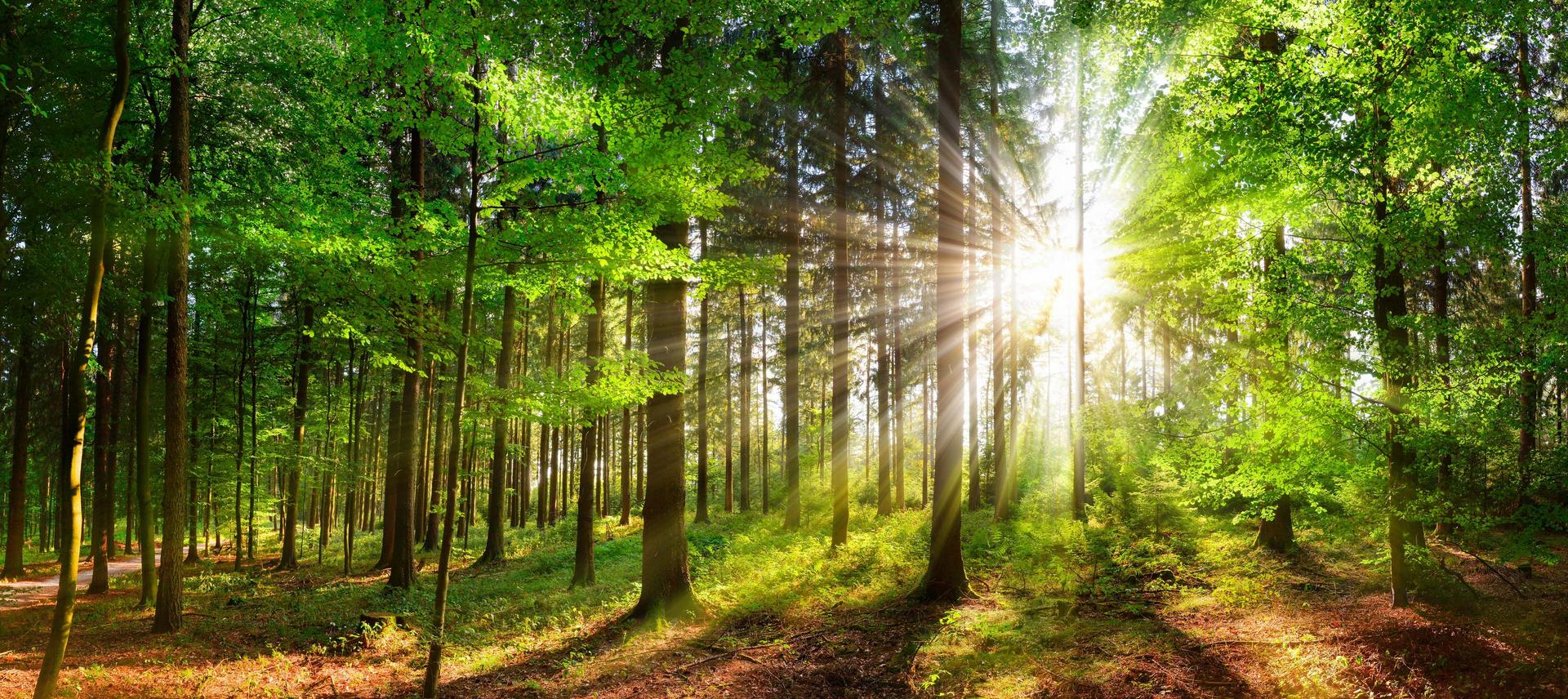 Foto in einem Wald