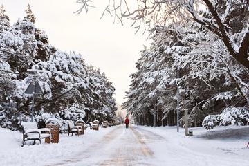 winterlicher Park