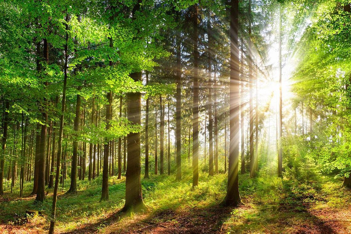 Wald, Bäume