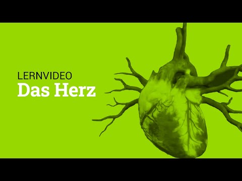 Das Herz | Lernvideo