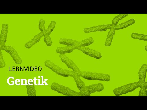 Genetik I Lernvideo