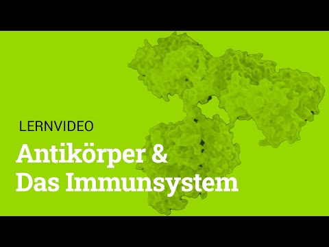 Antikörper und das Immunsystem I Lernvideo